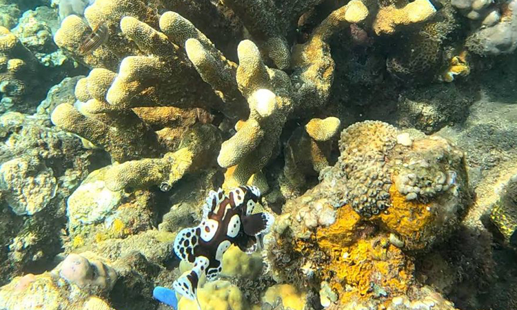 Coral Garden