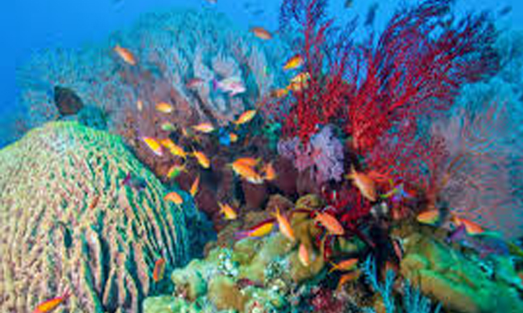Coral Reef