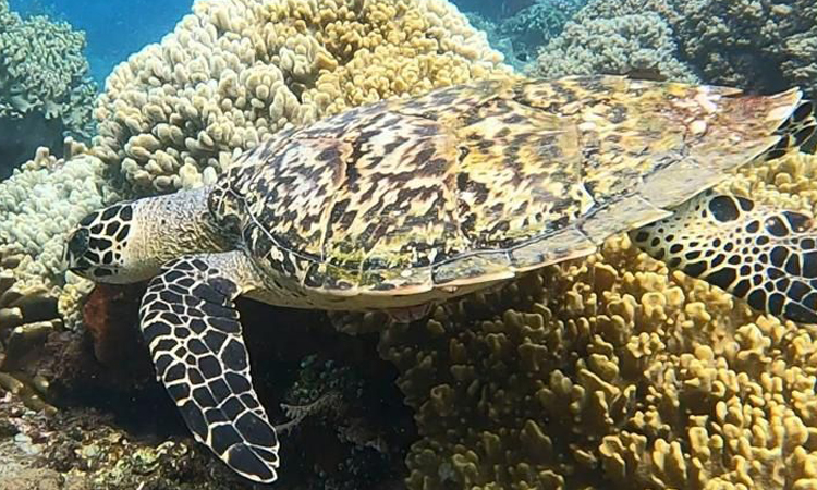 Turtle Point
